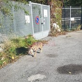 Lupi in città, si inizia a parlare di &quot;contenimento&quot;. La proposta di Coldiretti