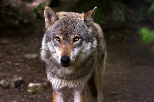 Sulle tracce del lupo a Genova: escursione nel Parco dell'Aveto