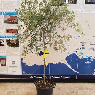 Santa Margherita Ligure: nella Giornata Mondiale dell'Ambiente il Lions Club Santa Margherita Ligure-Portofino dona al Comune un nuovo albero di ulivo