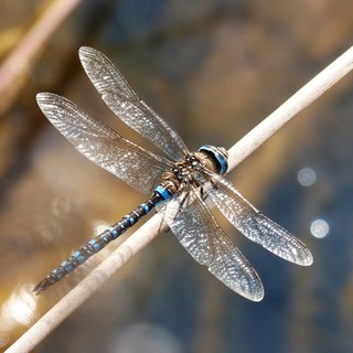 Libellule: è invasione nel savonese