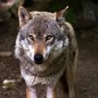 Danni causati dai lupi, il presidente ad interim Piana: “Con i nuovi criteri rimborsi al 100%”
