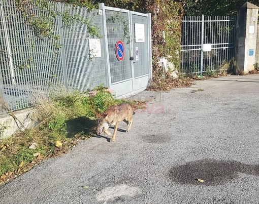 Lupi in città, si inizia a parlare di &quot;contenimento&quot;. La proposta di Coldiretti