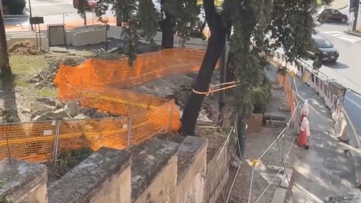 Appello per salvare i lecci secolari di piazza Corvetto Appello per salvare i lecci secolari di piazza Corvetto