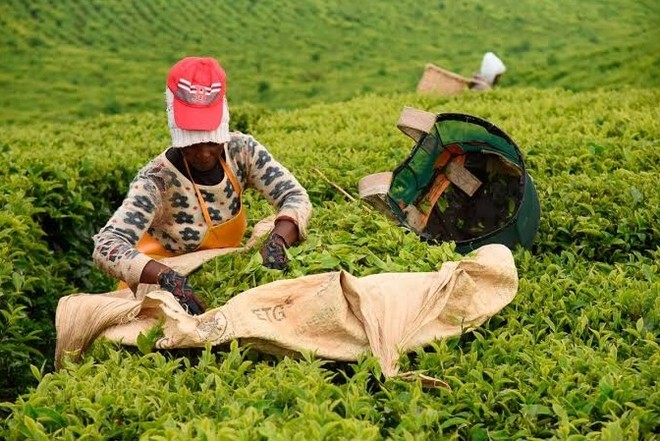 L'organizzazione Meru Herbs è nata alle falde del Monte Kenya L'organizzazione Meru Herbs è nata alle falde del Monte Kenya