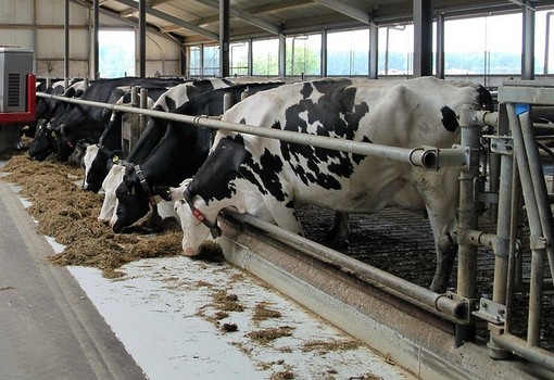 Sabelli compra il caseificio Val d’Aveto e punta sullo yogurt di qualità