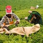 L'organizzazione Meru Herbs è nata alle falde del Monte Kenya