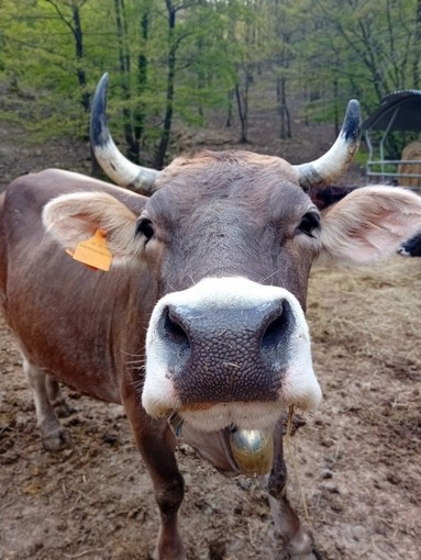 La Liguria difende la sua identità agricola: via libera alla valorizzazione della Cabannina