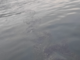 Un branco di velelle scambiato per una macchia d'olio al largo di corso Italia