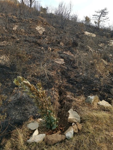 Incendi dolosi sul Monte Moro, le richieste dei volontari