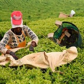 L'organizzazione Meru Herbs è nata alle falde del Monte Kenya L'organizzazione Meru Herbs è nata alle falde del Monte Kenya