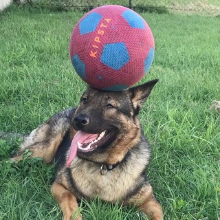 Marley, il pastore tedesco abbandonato perché cieco sarà premiato a Camogli
