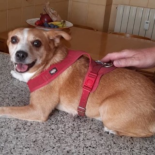 Appello per salvare dal canile Miky, il cagnolino di Clara Ceccarelli