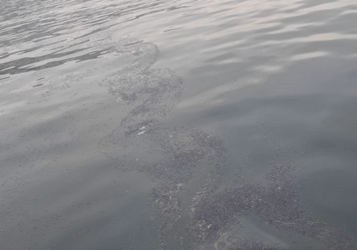 Un branco di velelle scambiato per una macchia d'olio al largo di corso Italia