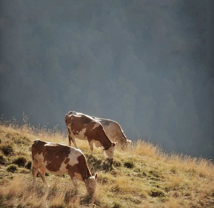 Agricoltura, novità per i piccoli caseifici liguri: ok all'acquisto di latte da terzi per sostenere la produzione Agricoltura, novità per i piccoli caseifici liguri: ok all'acquisto di latte da terzi per sostenere la produzione
