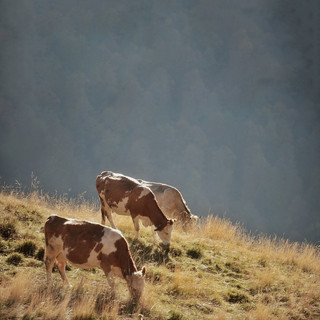 Agricoltura, novità per i piccoli caseifici liguri: ok all'acquisto di latte da terzi per sostenere la produzione