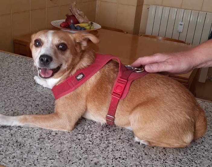 Appello per salvare dal canile Miky, il cagnolino di Clara Ceccarelli Appello per salvare dal canile Miky, il cagnolino di Clara Ceccarelli