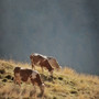 Agricoltura, novità per i piccoli caseifici liguri: ok all'acquisto di latte da terzi per sostenere la produzione Agricoltura, novità per i piccoli caseifici liguri: ok all'acquisto di latte da terzi per sostenere la produzione