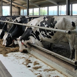 Sabelli compra il caseificio Val d’Aveto e punta sullo yogurt di qualità