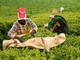L'organizzazione Meru Herbs è nata alle falde del Monte Kenya L'organizzazione Meru Herbs è nata alle falde del Monte Kenya