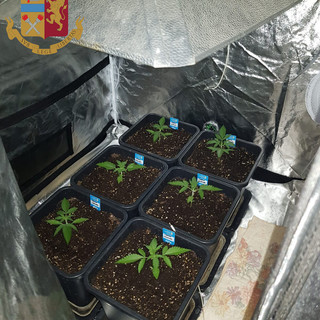 Coltivava marijuana in casa: arrestata donna genovese