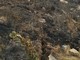 Incendi dolosi sul Monte Moro, le richieste dei volontari