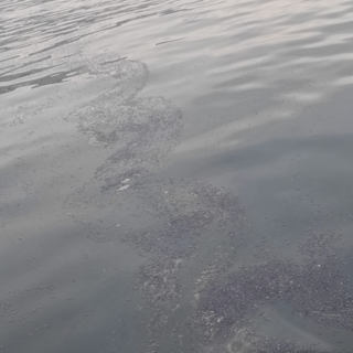 Un branco di velelle scambiato per una macchia d'olio al largo di corso Italia