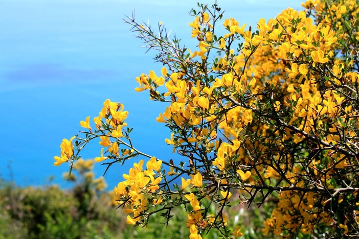 Tutti gli eventi genovesi che lunedì 8 marzo celebrano la Festa della Donna Tutti gli eventi genovesi che lunedì 8 marzo celebrano la Festa della Donna