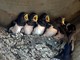 Salviamo i nidi: appello di Lipu e Liguria Birding affinché il rifacimento delle facciate non distrugga le case dei volatili (FOTO) Salviamo i nidi: appello di Lipu e Liguria Birding affinché il rifacimento delle facciate non distrugga le case dei volatili (FOTO)