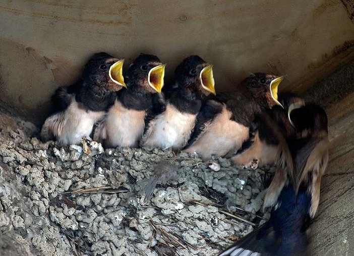 Salviamo i nidi: appello di Lipu e Liguria Birding affinché il rifacimento delle facciate non distrugga le case dei volatili (FOTO)