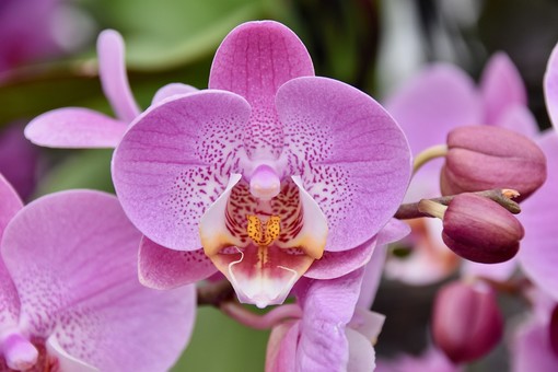 "Il Parco di Portofino e la cura delle orchidee": a Santa Margherita per LIFEorchids