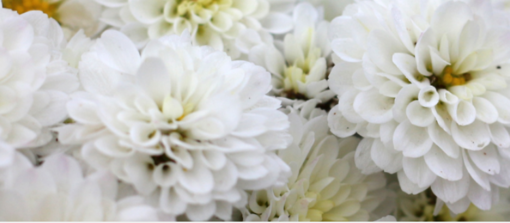 Ognissanti, la tradizione dei crisantemi tra il ricordo dei defunti e la forza dei floricoltori liguri Ognissanti, la tradizione dei crisantemi tra il ricordo dei defunti e la forza dei floricoltori liguri