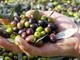 IGP olive taggiasche, Toti e Piana: &quot;L'ok del ministero suggella un traguardo storico che valorizza ulteriormente i prodotti del nostro territorio&quot;