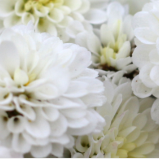 Ognissanti, la tradizione dei crisantemi tra il ricordo dei defunti e la forza dei floricoltori liguri Ognissanti, la tradizione dei crisantemi tra il ricordo dei defunti e la forza dei floricoltori liguri