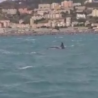 É morto il piccolo di orca avvistato nei giorni scorsi nel golfo di Genova: l'annuncio del Tethys Research Institute É morto il piccolo di orca avvistato nei giorni scorsi nel golfo di Genova: l'annuncio del Tethys Research Institute