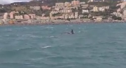 É morto il piccolo di orca avvistato nei giorni scorsi nel golfo di Genova: l'annuncio del Tethys Research Institute
