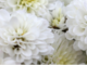 Ognissanti, la tradizione dei crisantemi tra il ricordo dei defunti e la forza dei floricoltori liguri Ognissanti, la tradizione dei crisantemi tra il ricordo dei defunti e la forza dei floricoltori liguri