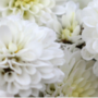 Ognissanti, la tradizione dei crisantemi tra il ricordo dei defunti e la forza dei floricoltori liguri Ognissanti, la tradizione dei crisantemi tra il ricordo dei defunti e la forza dei floricoltori liguri