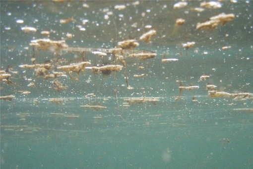 Fioritura di Ostreopsis Ovata, attivata l'allerta. Arpal: “Nessun effetto significativo per la cittadinanza”