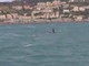 É morto il piccolo di orca avvistato nei giorni scorsi nel golfo di Genova: l'annuncio del Tethys Research Institute