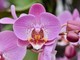 "Il Parco di Portofino e la cura delle orchidee": a Santa Margherita per LIFEorchids