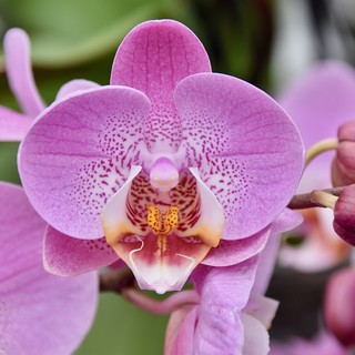 &quot;Il Parco di Portofino e la cura delle orchidee&quot;: a Santa Margherita per LIFEorchids