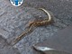 Cornigliano, pitone in fuga investito da un’automobile