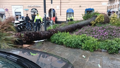 Donna travolta e uccisa dal crollo della palma, i carabinieri forestali acquisiscono documentazione da Comune, Aster e Municipio