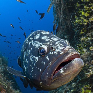 Santa Margherita: la cernia di Raho vince il premio di fotografia subacquea