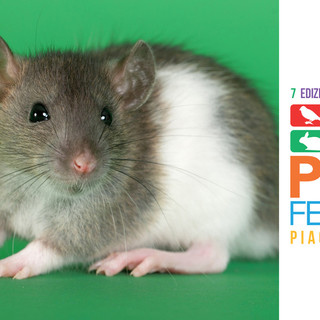 Petsfestival 2019, animali da compagnia: non solo cani e gatti