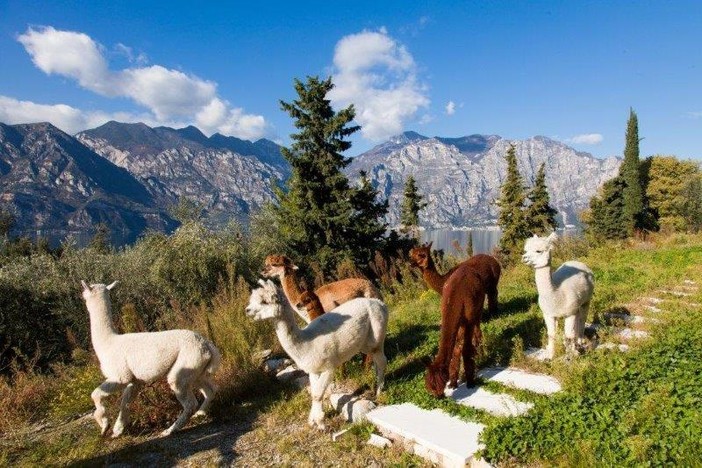 Petsfestival 2021: vieni a conoscere l’alpaca