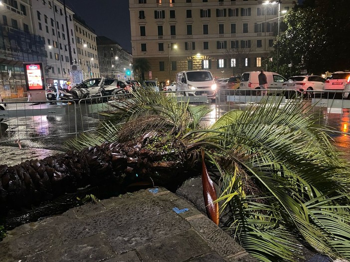 Donna travolta e uccisa dal crollo della palma, parla la sorella: “Non è stata una fatalità”