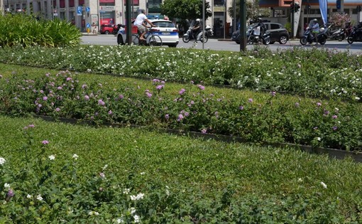Intervento sperimentale sulle fioriture di viale Brigate Partigiane con una specie perenne