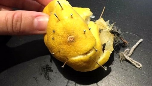 Di Negro, è allarme per i bocconi avvelenati ai cani Di Negro, è allarme per i bocconi avvelenati ai cani