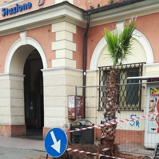 Pegli, i prossimi reimpianti delle palme arriveranno nell'estate del 2023